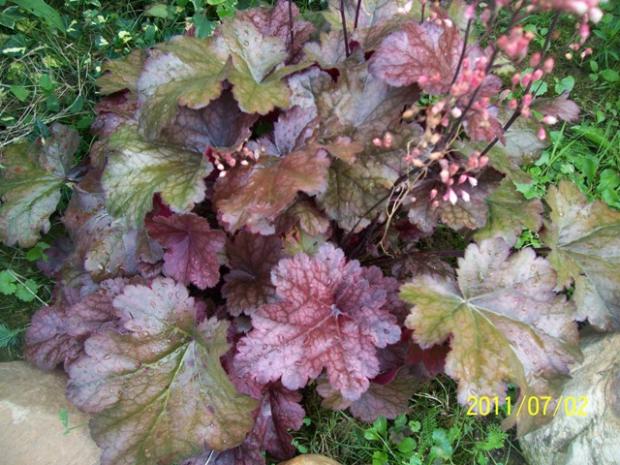 Heuchera, Jana A, 1