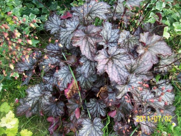 Heuchera, Jana A, 1