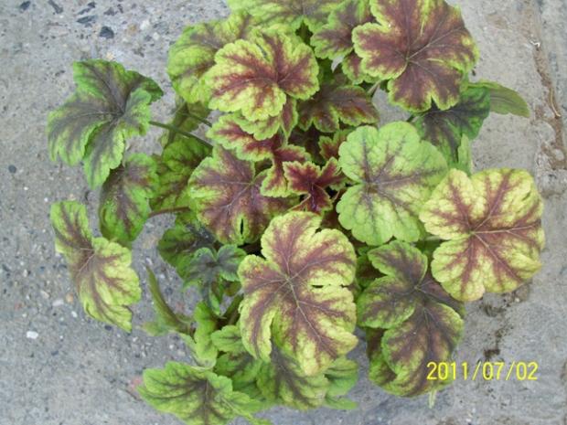 Heucherella golden zebra Heucherella golden zebra, Jana A, 1