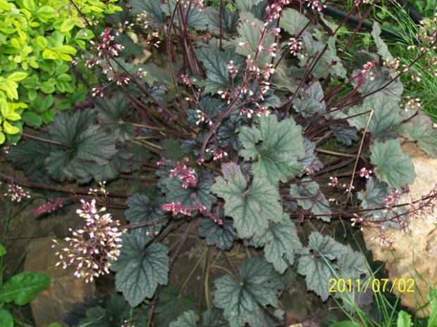 Heuchera, Jana A, 1