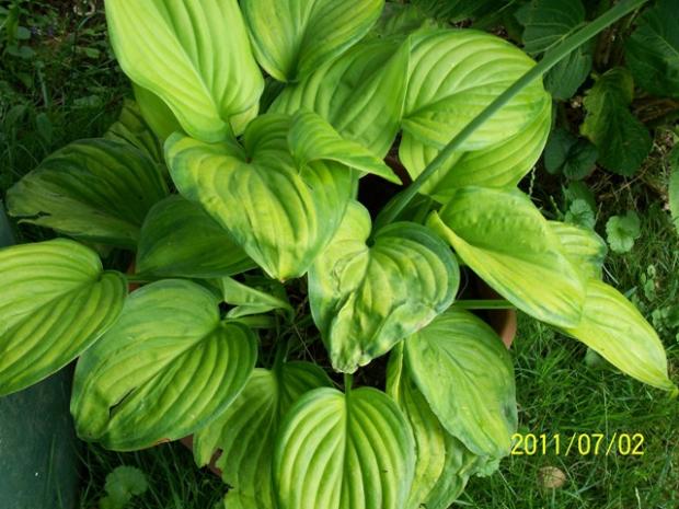 Hosta Hosta, Jana A, 1