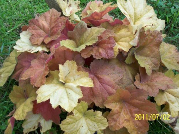 Heuchera Heuchera, Jana A, 1