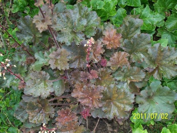 Heuchera cappucino, Jana A, 1