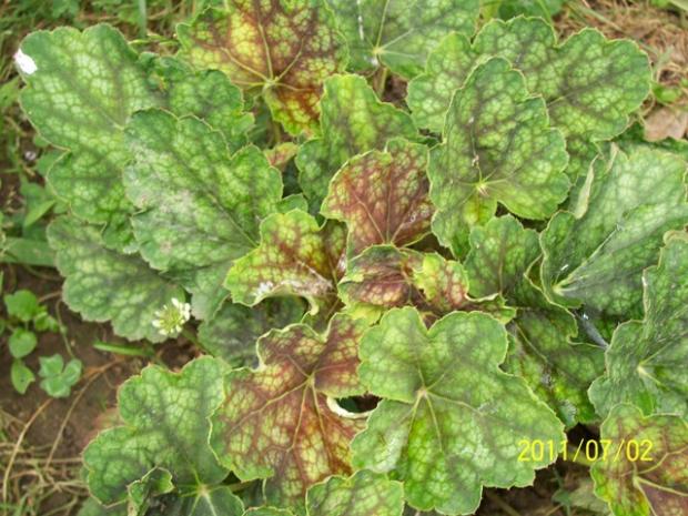 Heuchera Heuchera, Jana A, 1
