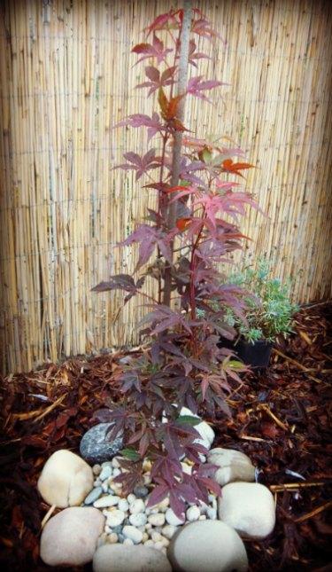 Javor Červený - Acer Atropupureum, Okrasné záhradky, Oliver, 1