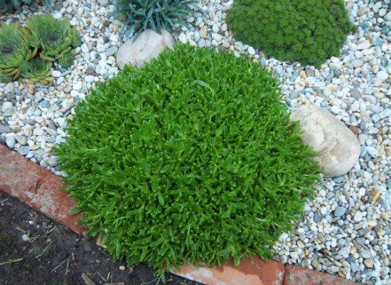 Delosperma Nubigenum, Okrasné záhradky, Oliver, 1