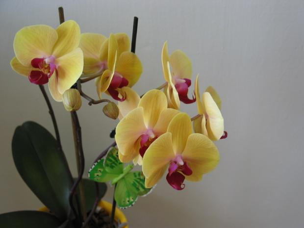 Phalaenopsis, Izbové kvety, Natasha, 1