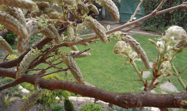 wisteria... wisteria..., jarka213, 1