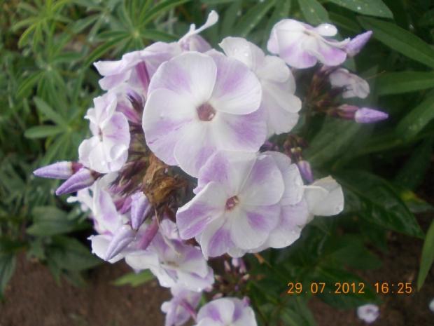 Phlox paniculata Violetta Gloriosa, Okrasné záhradky, kuka, 1