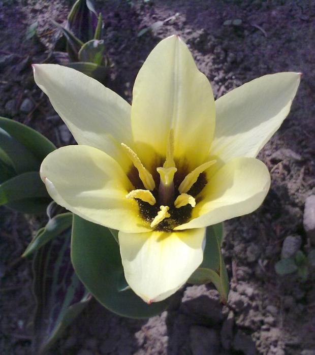 Tulipán, Náš dvor, anicka1008, 1