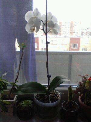 moja orchidea, Okenné parapety, michal50741, 1