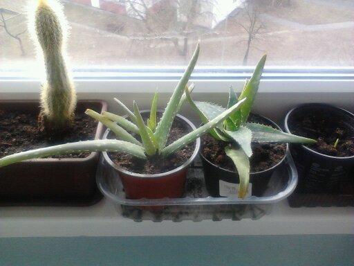 moje aloe vera, Okenné parapety moje aloe vera, Okenné parapety, michal50741, 1