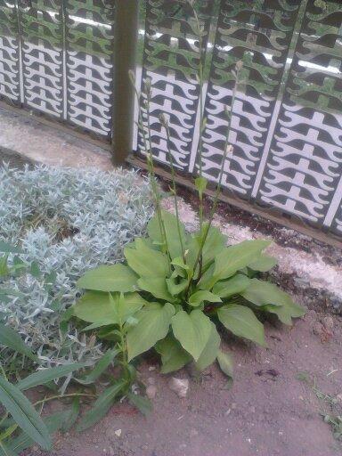 mala hosta, Okrasné záhradky, michal50741, 1