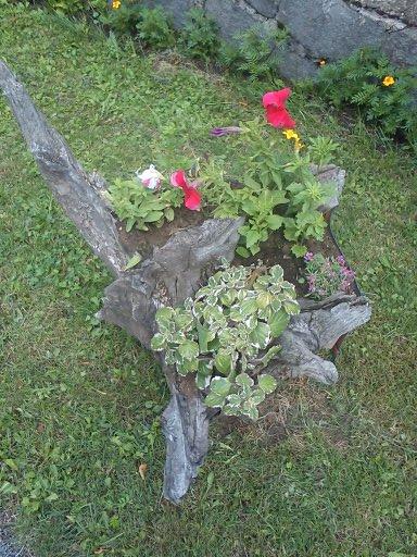 Moje okrasné dreva, Okrasné záhradky, magdalena1, 1