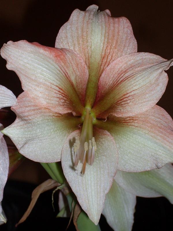 amaryllis MOCCA, Izbové kvety, silvia1, 1