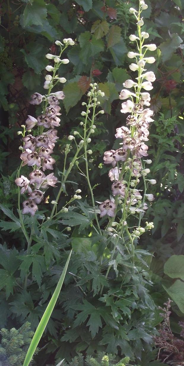 delphinium elatum ´chocolate ´, Okrasné záhradky delphinium elatum ´chocolate ´, Okrasné záhradky, jarka213, 1