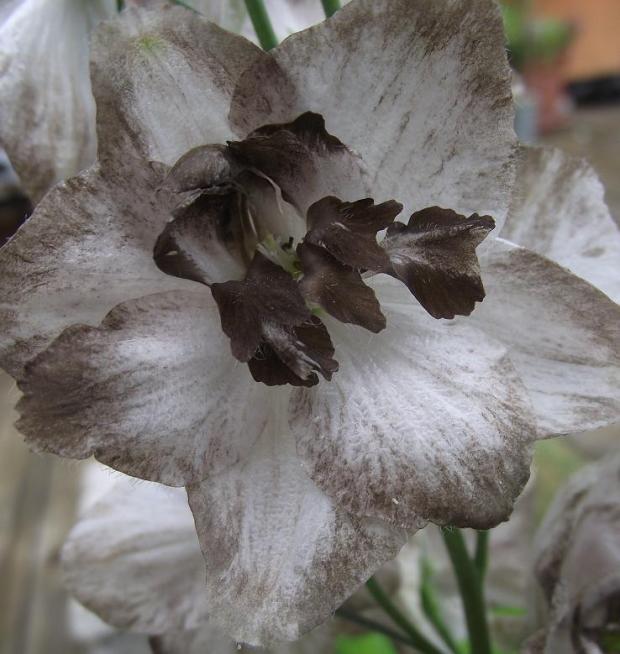 delphinium ´cacao´... :-)))) delphinium ´cacao´... :-)))), jarka213, 1