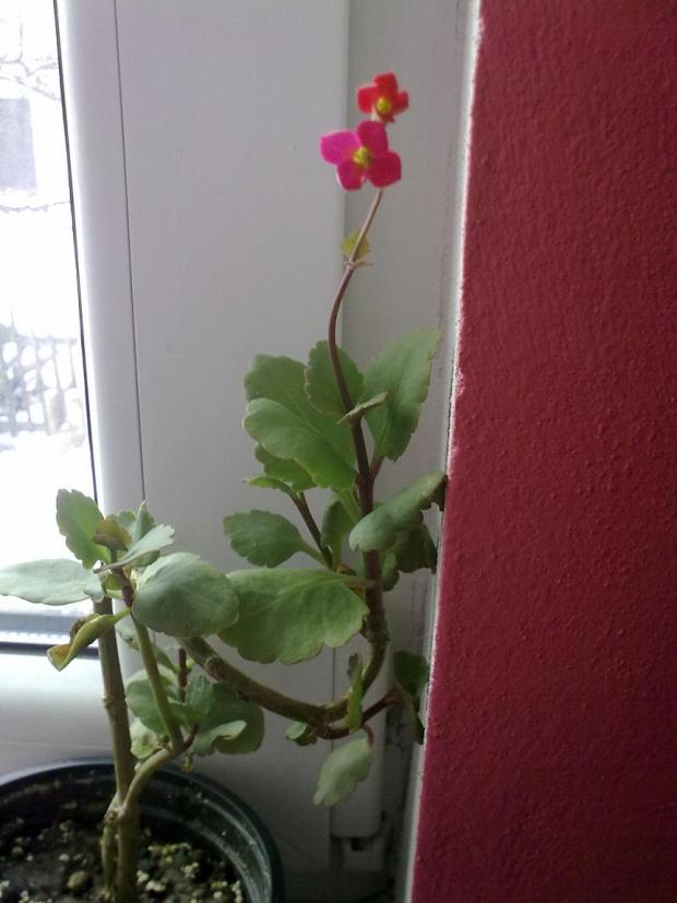 Kalanchoe :), Okenné parapety, anicka1008, 1