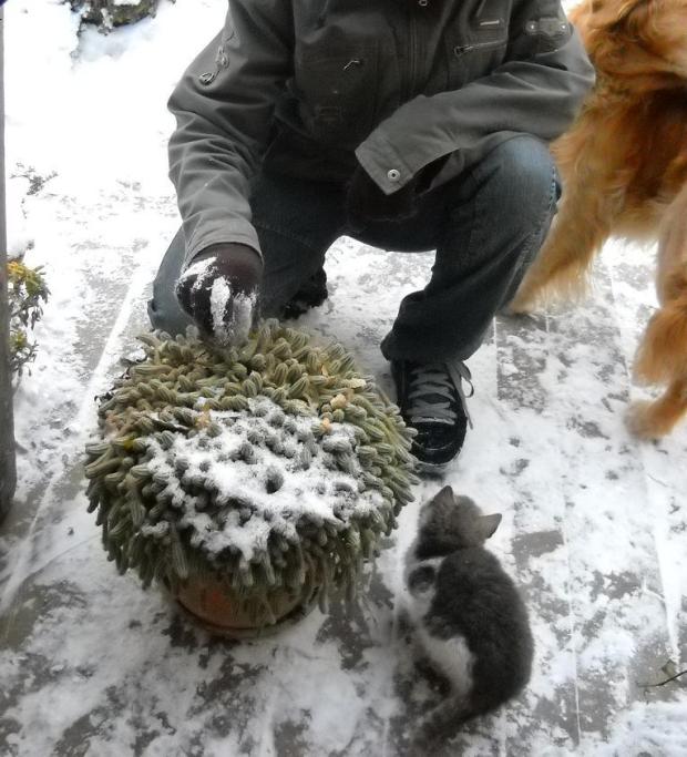 sparťanská výchova kaktusov...., Kaktusy sparťanská výchova kaktusov...., Kaktusy, jarka213, 1
