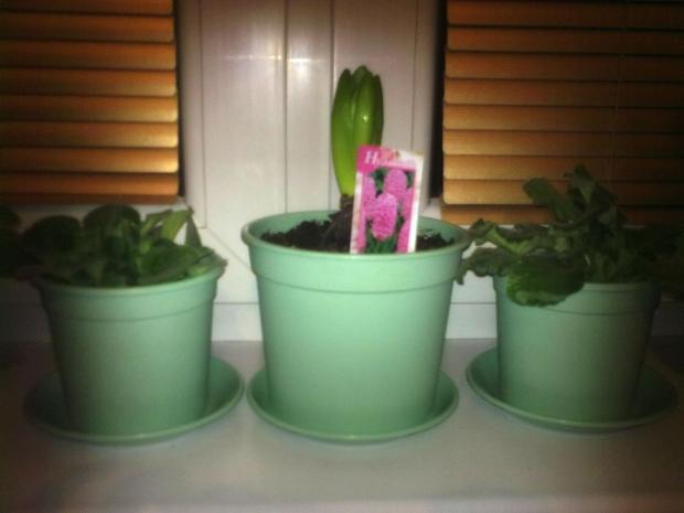 Hyacinth, Izbové kvety, anicka1008, 1