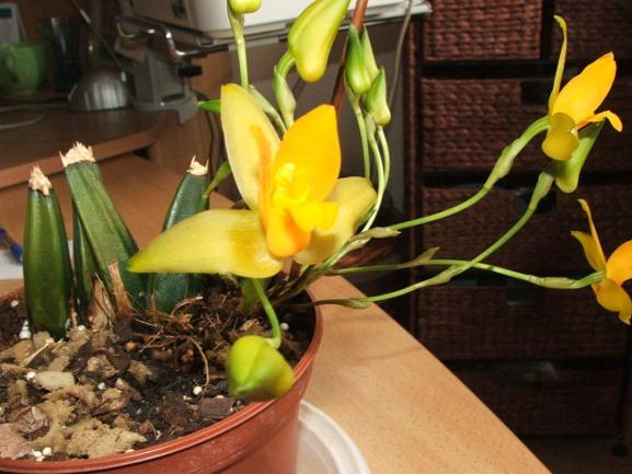 Lycaste aromatica, Izbové kvety, micquie, 1