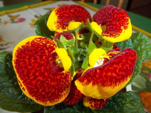 Calceolaria-1, Izbové kvety, Oliver, 1