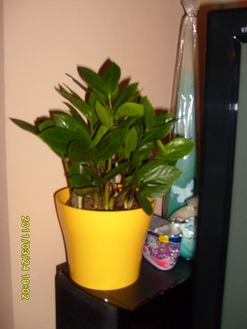 zamioculcas, Izbové kvety zamioculcas, Izbové kvety, zdenca, 1