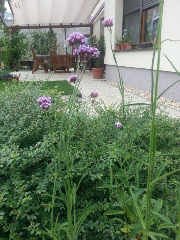Môj nedávny objav a láska na prvý pohľad - verbena bonariensis, Okrasné záhradky Môj nedávny objav a láska na prvý pohľad - verbena bonariensis, Okrasné záhradky, mirsk, 1