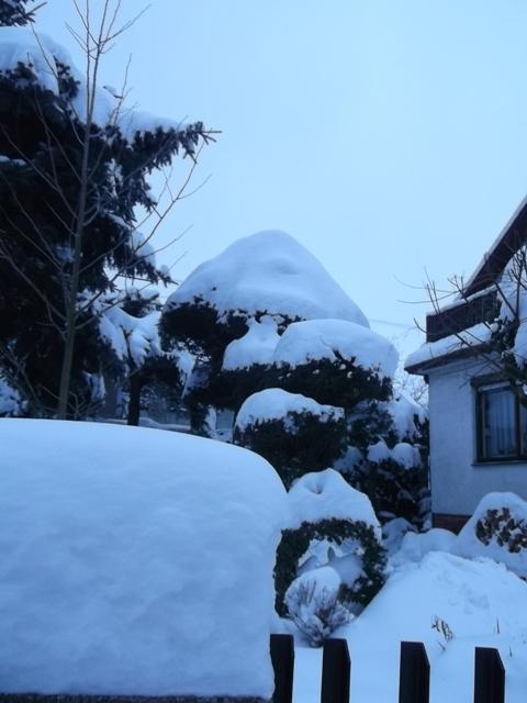 V Závejkove..., Náš dvor, osika, 1