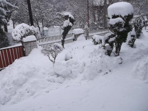 Dnes nestačíme ani čistiť chodníčky..., Náš dvor Dnes nestačíme ani čistiť chodníčky..., Náš dvor, osika, 1