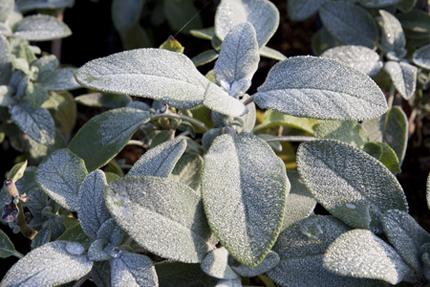 Salvia officinalis 'Berggarten', Okrasné záhradky, Klaudia K, 1