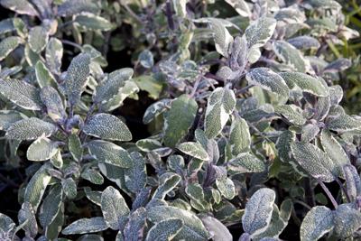 Salvia officinalis 'Tricolor', Klaudia K, 1