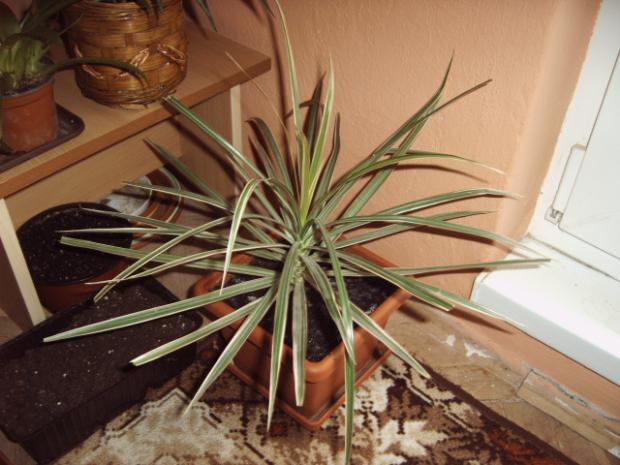 moja dracena, Izbové kvety, michal50741, 1
