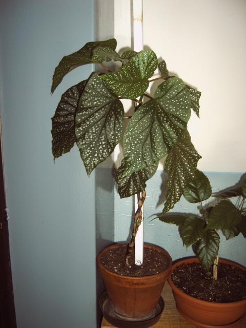 moja begonia , Izbové kvety, michal50741, 1