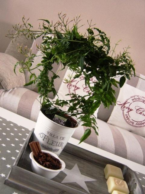 Jazmín Jazmín, Jasmin, 1