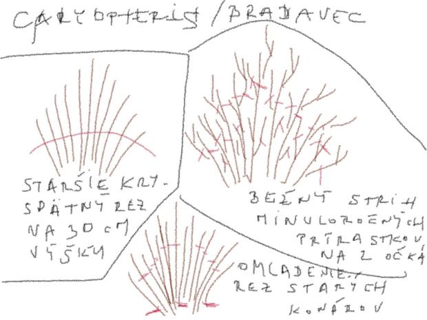 Caryopteris- strihanie, A všeličo ostatné, , 1