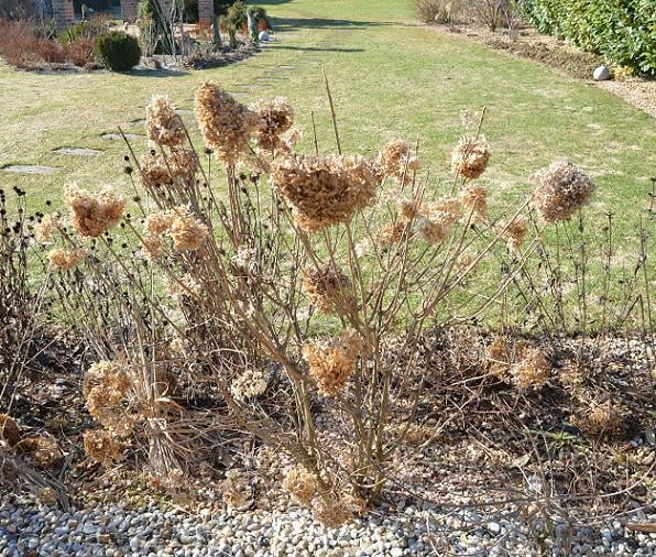 Dnešný rez Hortenzie metlinatej/ H. paniculata- pred, Okrasné záhradky Dnešný rez Hortenzie metlinatej/ H. paniculata- pred, Okrasné záhradky, , 1