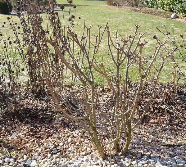 Dnešný rez Hortenzie metlinatej/ H. paniculata- po, Okrasné záhradky Dnešný rez Hortenzie metlinatej/ H. paniculata- po, Okrasné záhradky, , 1
