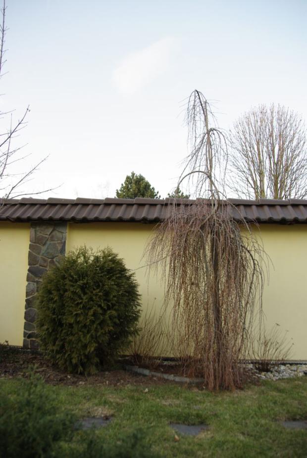 Larix pendula, Okrasné záhradky Larix pendula, Okrasné záhradky, Zuzka83, 1