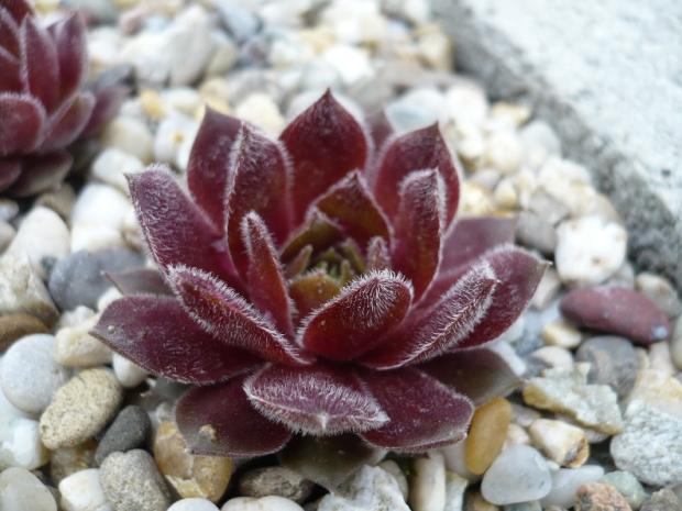 Sempervivum ´OHIO BURGUNDY´, Skalky Sempervivum ´OHIO BURGUNDY´, Skalky, alpinka, 1