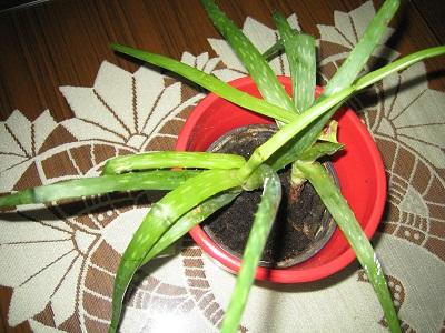 Aloe vera, Izbové kvety Aloe vera, Izbové kvety, evuš 50, 1