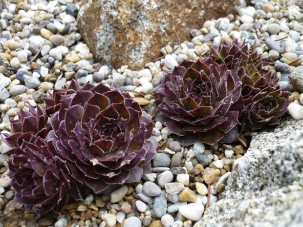 Sempervivum ´GOLLUM´, Skalky, alpinka, 1