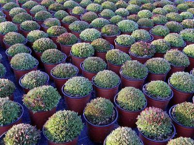 Vojenská prehliadka Saxifragy, A všeličo ostatné, marian1, 1