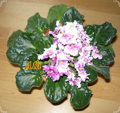 Fialočka, Izbové kvety Fialočka, Izbové kvety, sereina, 1