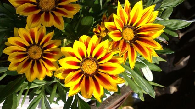 gazania, Kvetinové portréty, rebelka, 1