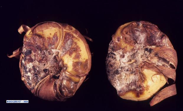 Bortrytis gladioli, Obrazky k článkom, strombus72, 1