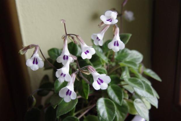 Primulina tamiana, Okenné parapety Primulina tamiana, Okenné parapety, Zuzka83, 1