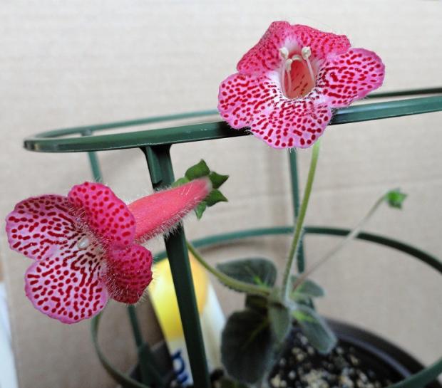 Kohleria Sunshine, Okenné parapety Kohleria Sunshine, Okenné parapety, rosalka, 1
