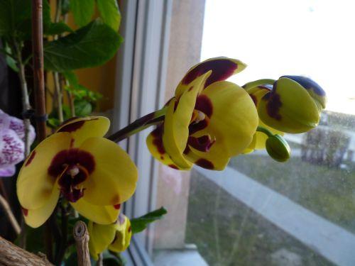 phala, Envie, 1
