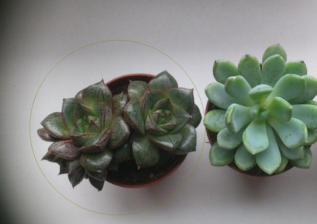 succulenťáci poradte ;))), Sukulenty, jarka213, 1